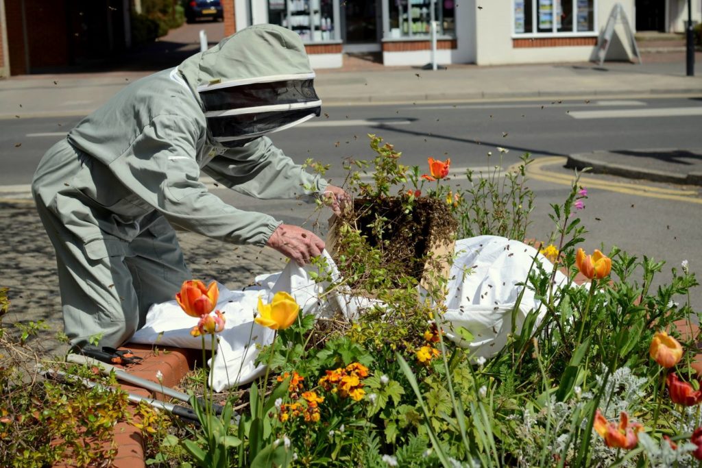 Bee swarm in Cranleigh