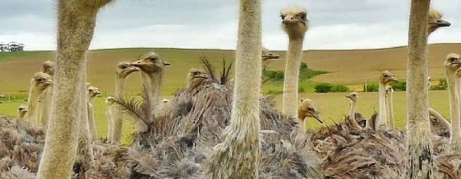 “Ostrich mentality” about retirement savings