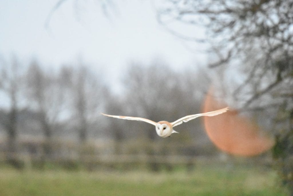 Barn Owl