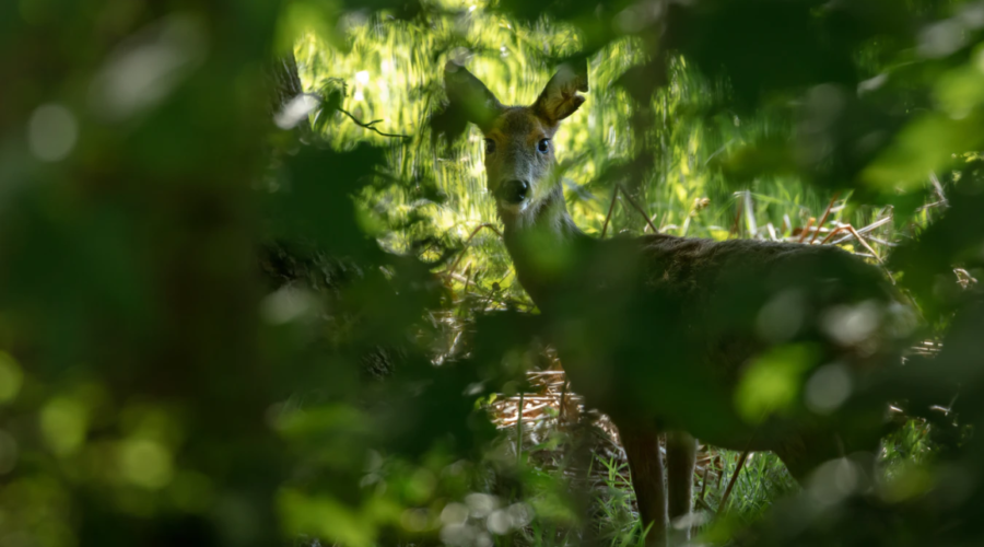 Litter, Roe Deer and a Ghostly encounter