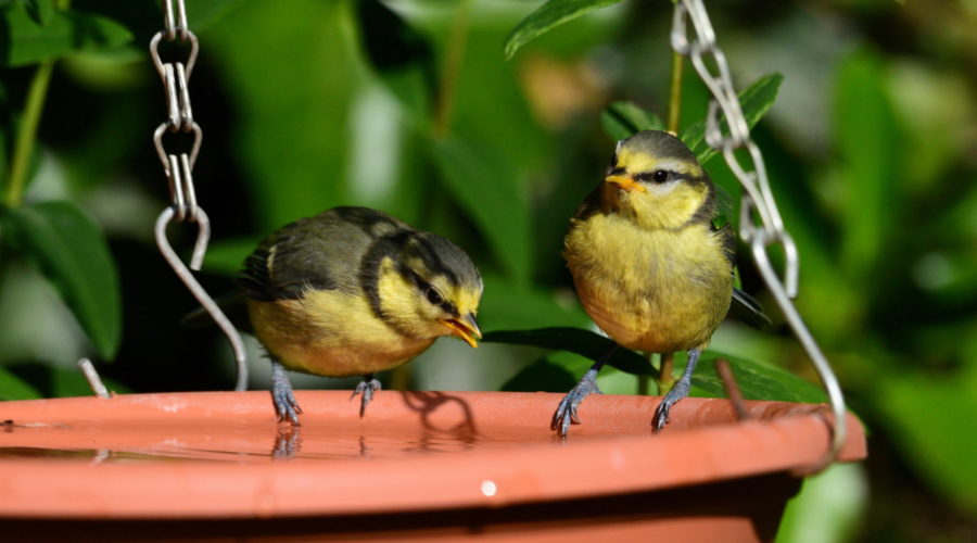 Nick's lockdown diary: Daily exercise and fledgling birds