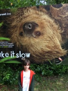 Sloths and their unusual toilet habits