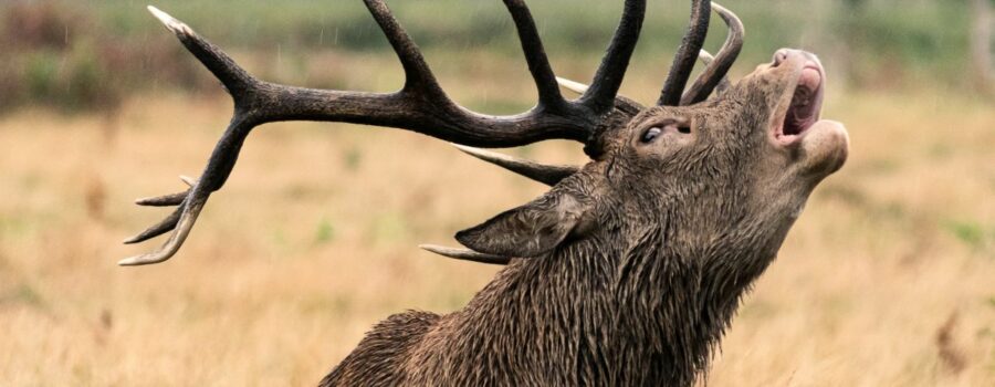 Deer Rut Safari at the Knepp Estate