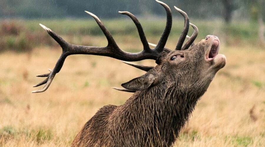 Deer Rut Safari at the Knepp Estate